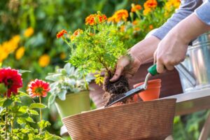 כלי גינון
